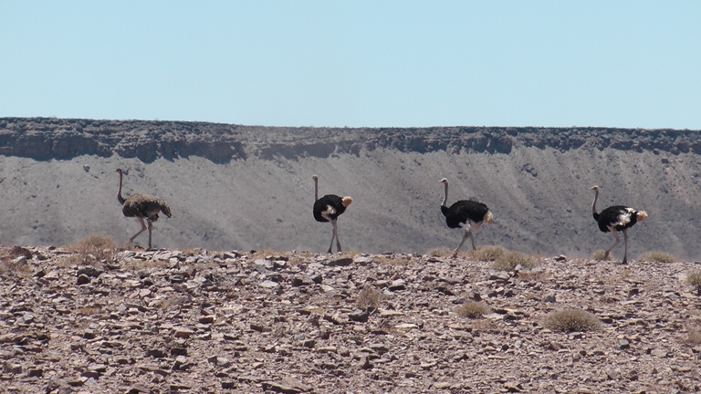 Strau&szlig;e Rand des Fish River Canyons